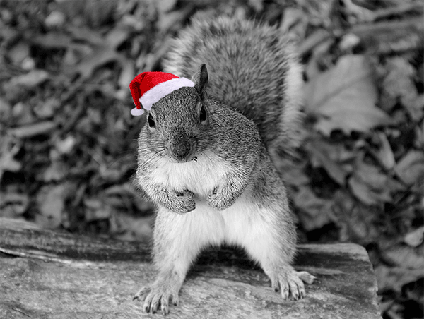 Antique & Vintage Clock Feedback Reviews | eXibit collection