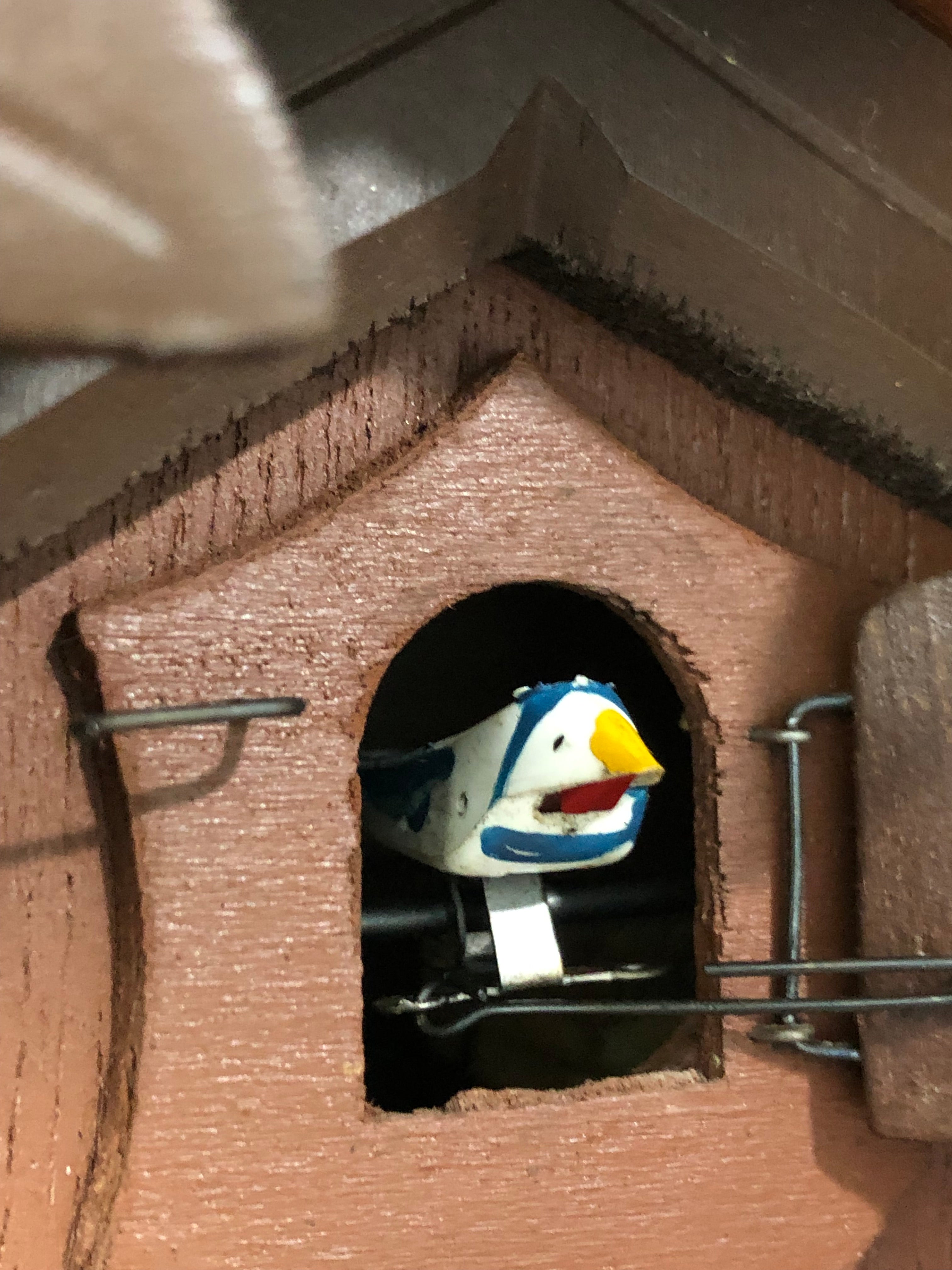 Vintage Original Black Forest Bird Chime Cuckoo Clock | Adelaide Clocks