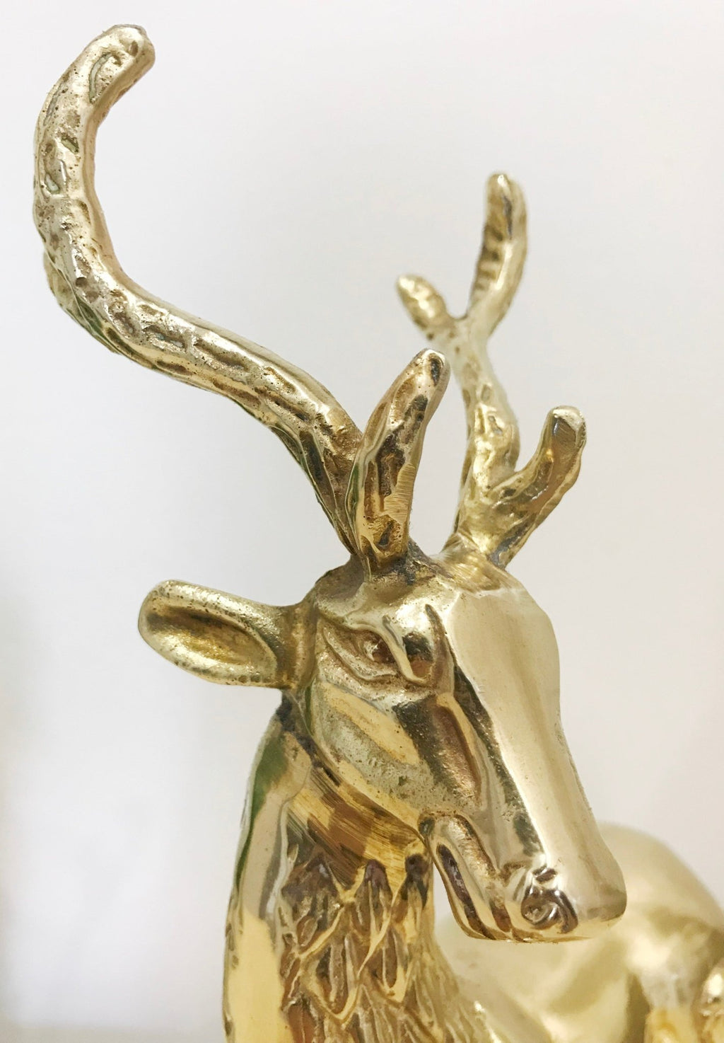 Stag Buck Deer